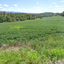 Pennsylvania: 100 Acres for Farm and Housing